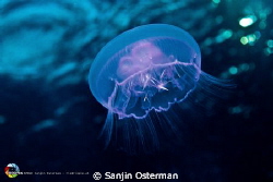 Jellyfish by Daedalus Reef - Red Sea by Sanjin Osterman 